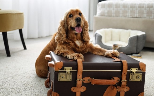 5 dicas para viajar com pets no inverno de forma segura