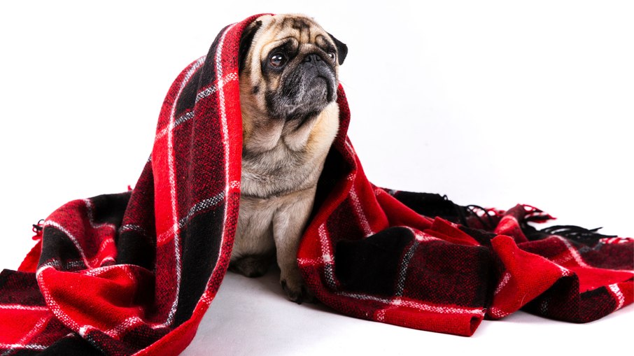 Frio aumenta riscos à saúde de cães e gatos Frio aumenta riscos à saúde de cães e gatos