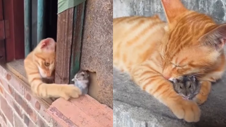 Gato trava batalha com rato e viram melhores amigos