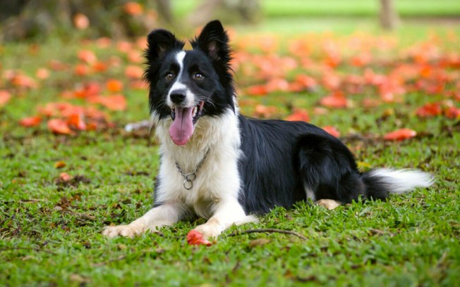 Conheça 10 raças de cachorros de médio porte