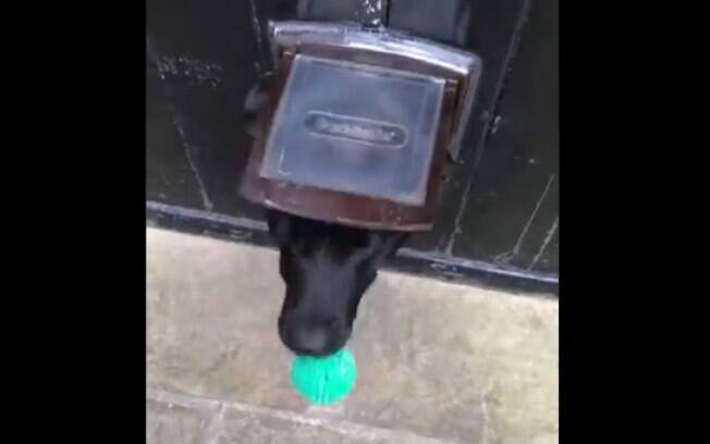 Cachorro esperto brinca com encanador pela entrada de gatos na porta de casa