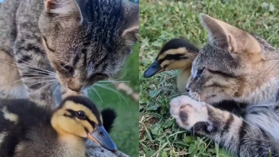 Amizade entre gato e pato Amizade entre gato e pato