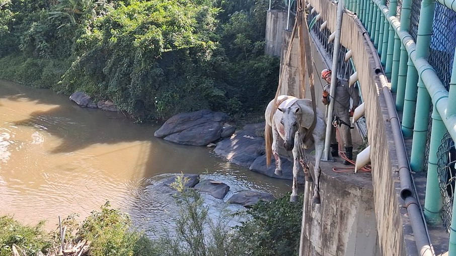 Cavalo em resgate feito pelos bombeiros, em Vassouras (RJ) Cavalo em resgate feito pelos bombeiros, em Vassouras (RJ)