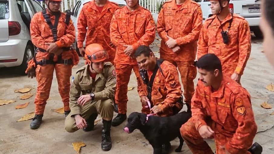 Cão !Rapel', regatado pelos bombeiros