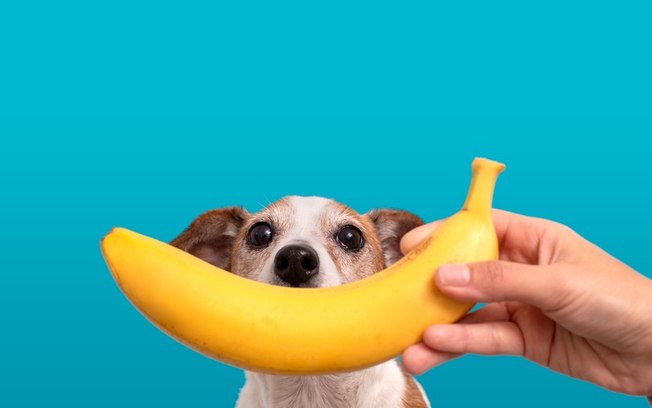 Seu cachorro ama banana? Entenda por que alguns pets são loucos por essa fruta