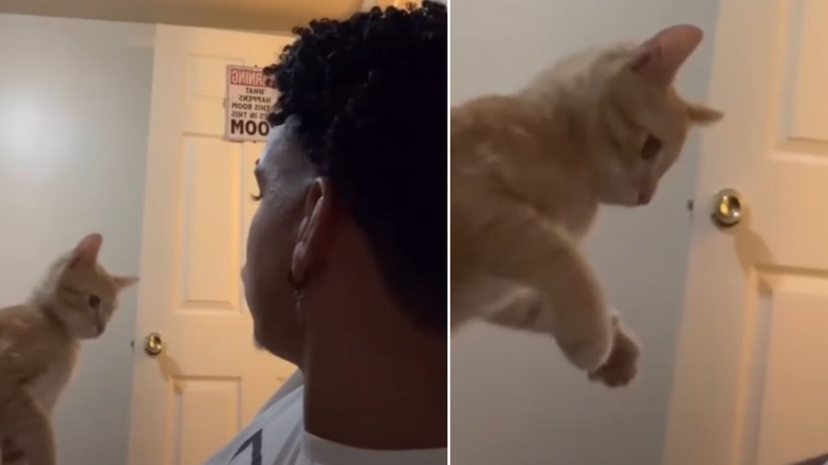 Gatinho encara tutor durante “DR” sobre mordidas e arranhões