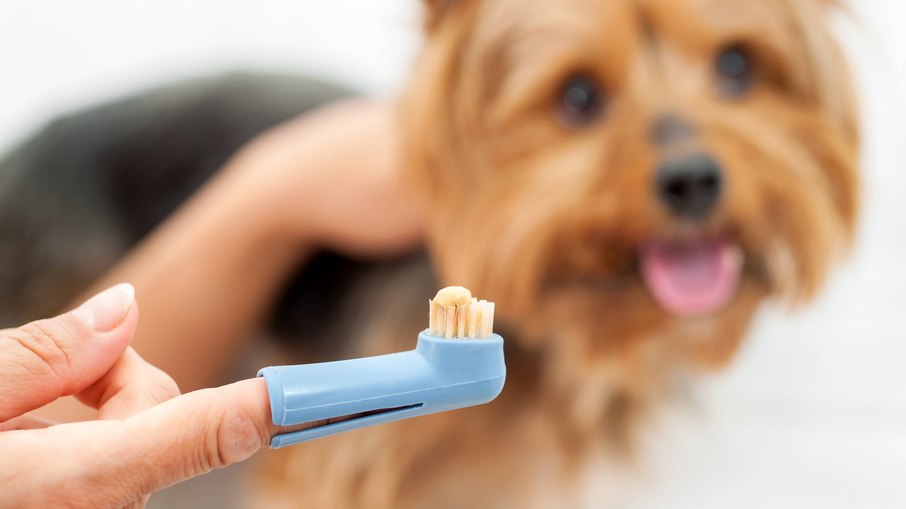 Escova de dentes de cachorro