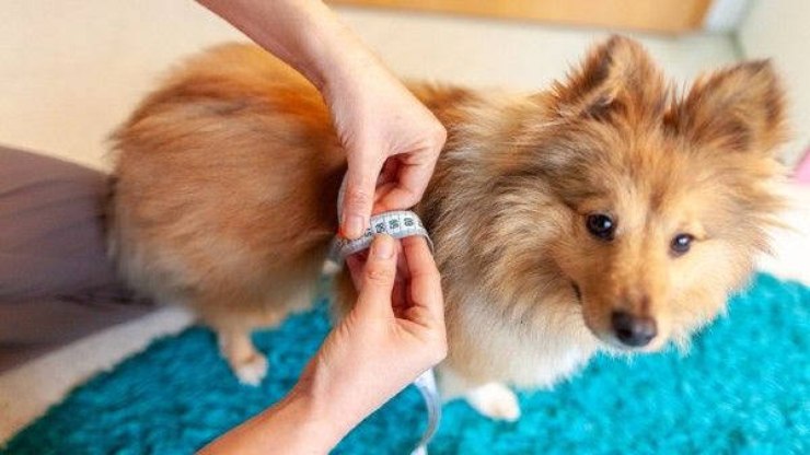 Sinais silenciosos: como o diabetes ameaça cães e gatos