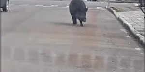 Vídeo: javalis assustam moradores nas ruas do interior do RS