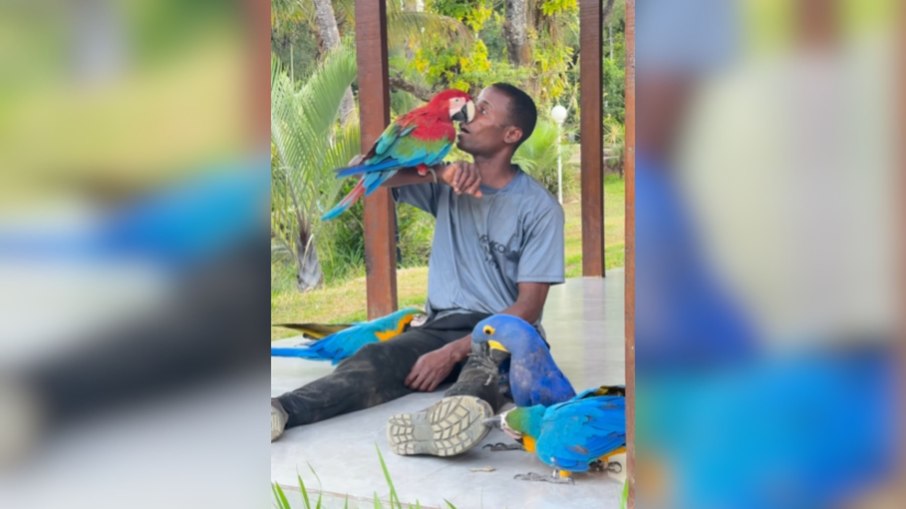 Arara viraliza ao demonstrar ciúmes e exigir carinho só para ela