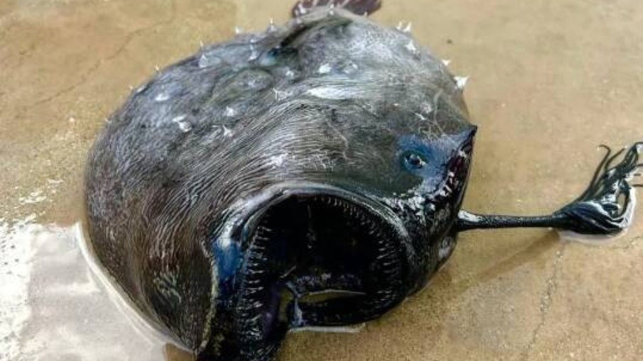 Muitos registros científicos foram feitos apenas com larvas ou exemplares mortos