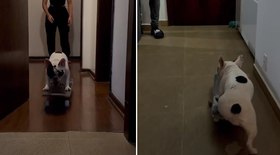 Cachorra ganha skate de presente e habilidade