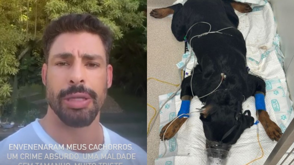 Cachorros de Cauã Reymond sofrem envenenamento: 'A beira da morte'