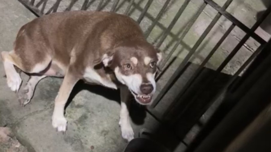 Cachorrinha encara tutora, mas desiste após reação inesperada
