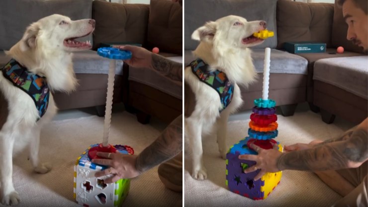 Border Collie monta brinquedo em formato de quebra-cabeça