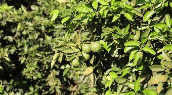 MS%20se%20consolida%20como%20fronteira%20da%20citricultura%20brasileira