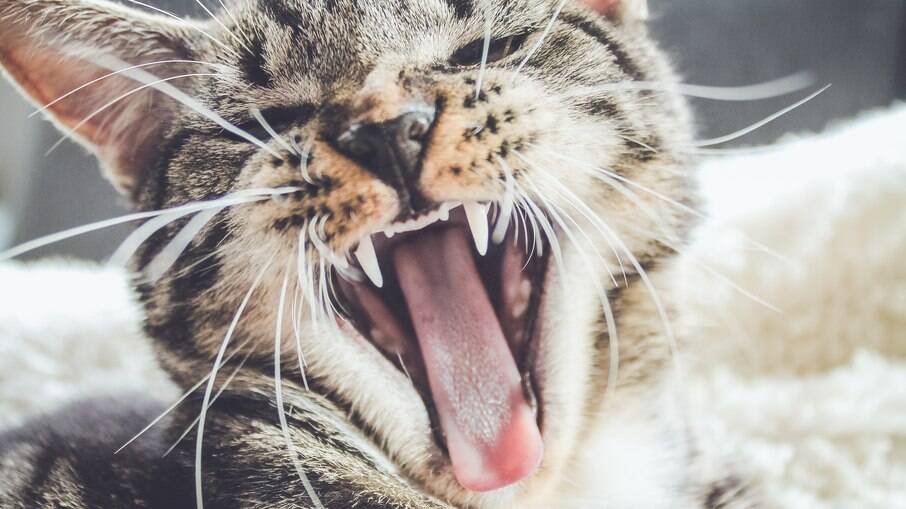 Os dentes do gato não determinam, mas ajudam a ter uma ideia aproximada da idade dos pets