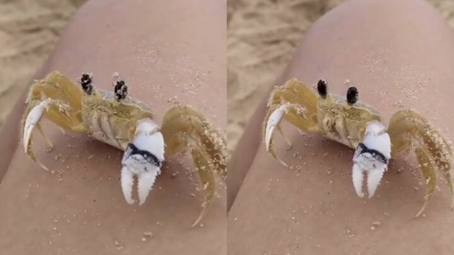 Caranguejo limpando os olhos