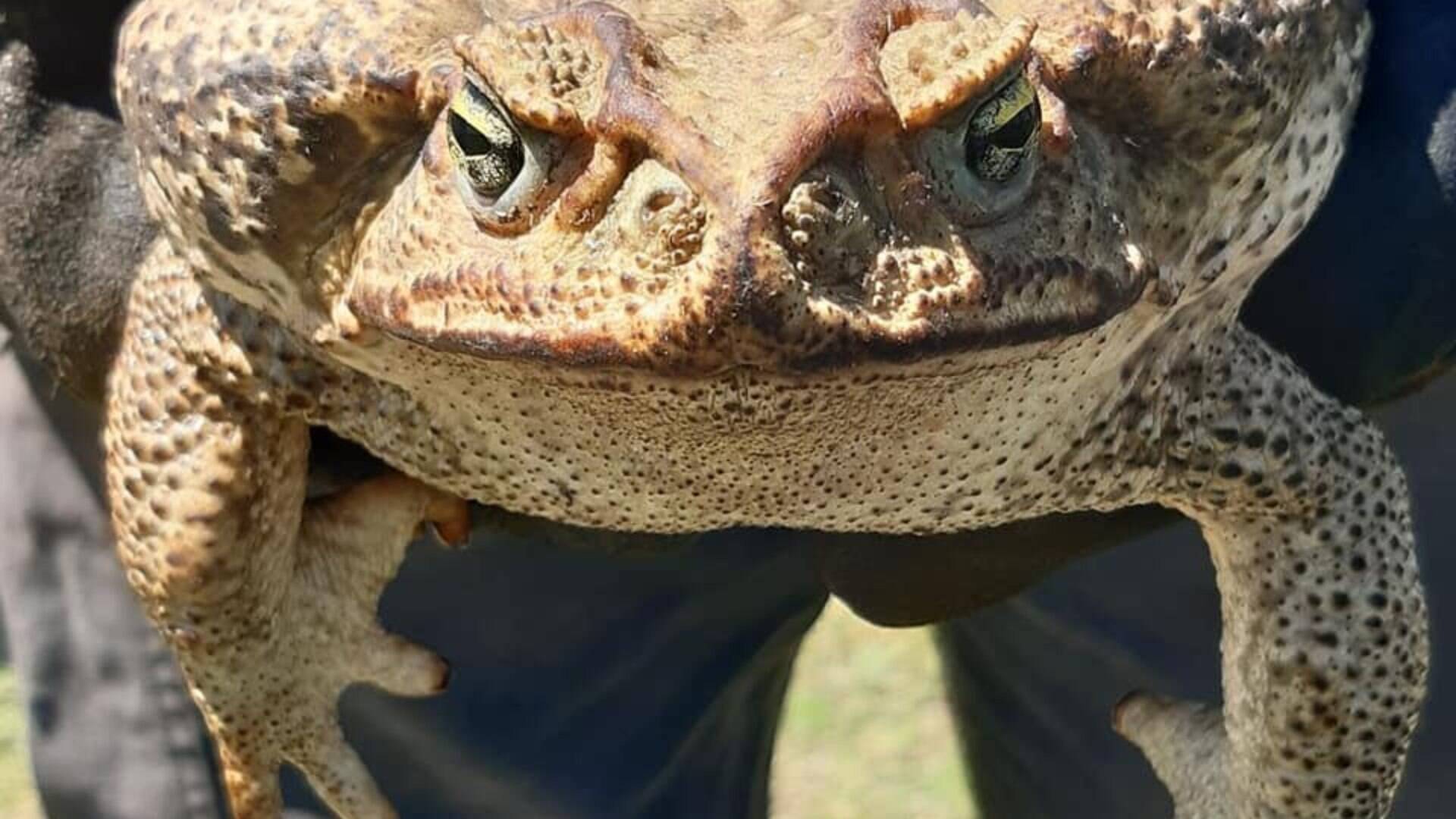 Que Estrutura Ajuda O Sapo Cururu Se Locomove