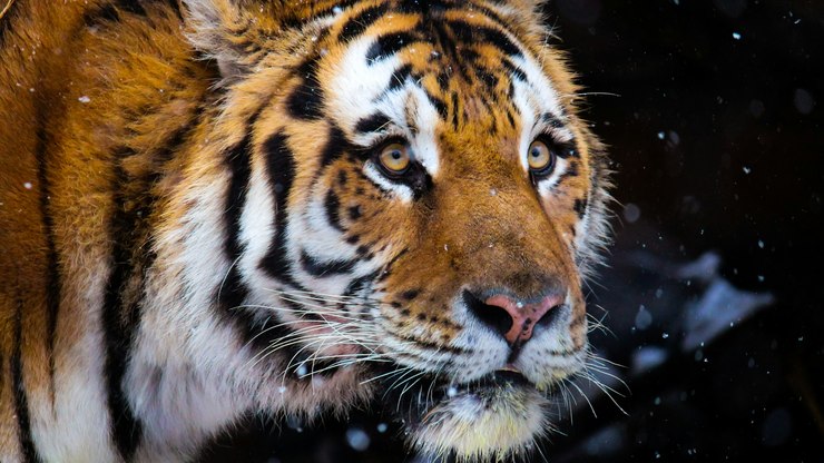 Conhe%C3%A7a%20o%20tigre%20que%20rastreou%20homem%20por%2012%20horas