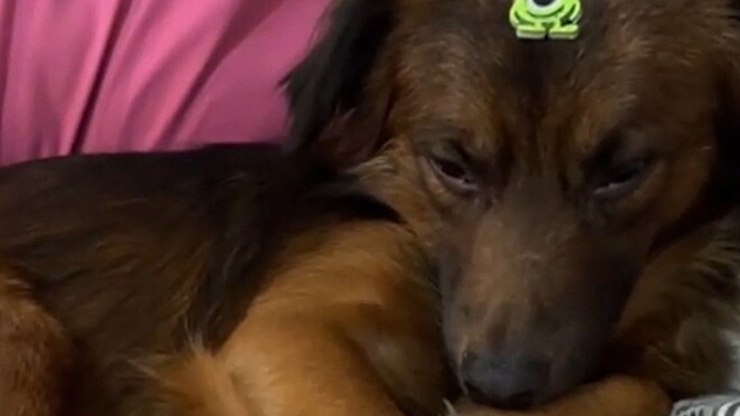 Cachorro de rua encontra lar e ganha nova chance em Curitiba