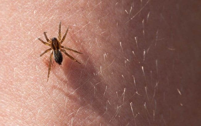 Ministério da Saúde faz alerta sobre aranhas venenosas