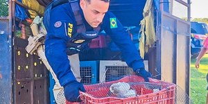 PRF resgata 52 animais em condições de maus-tratos em Mato Grosso