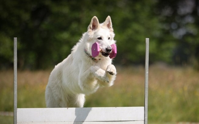 4 características do cachorro pastor branco suíço