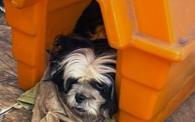 Cão vítima de maus-tratos é resgatado em ação conjunta da Prefeitura e Polícia Militar