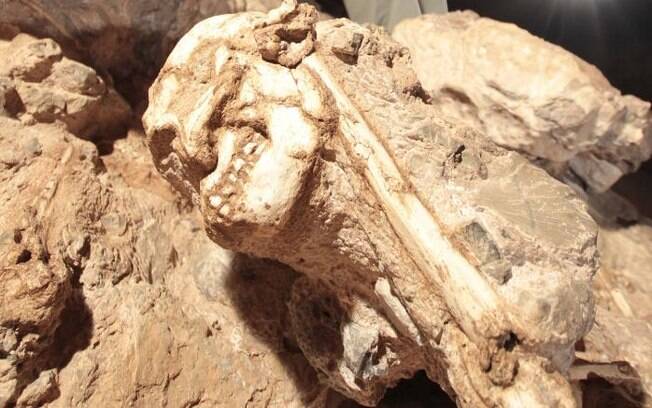Apelidado de 'Little Foot', o fóssil do acentral humano é o mais antigo já encontrado na região da África Meridional