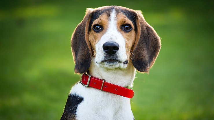 Guia de Raças: conheça o Beagle Harrier, um pet raro e companheiro