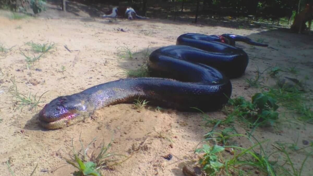 Cobra exótica comum nos EUA é achada em rua do Paraná