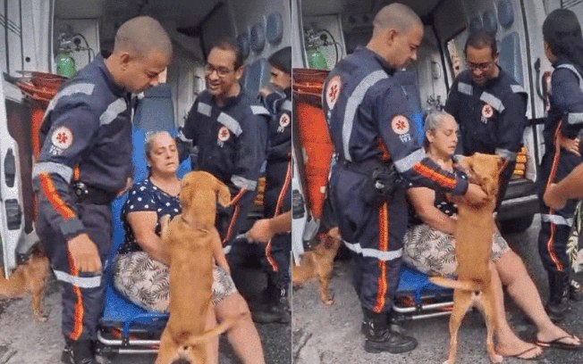 Caramelo tenta proteger tutora durante atendimento do SAMU 7qs421dzul8tovsl37pz1ifce