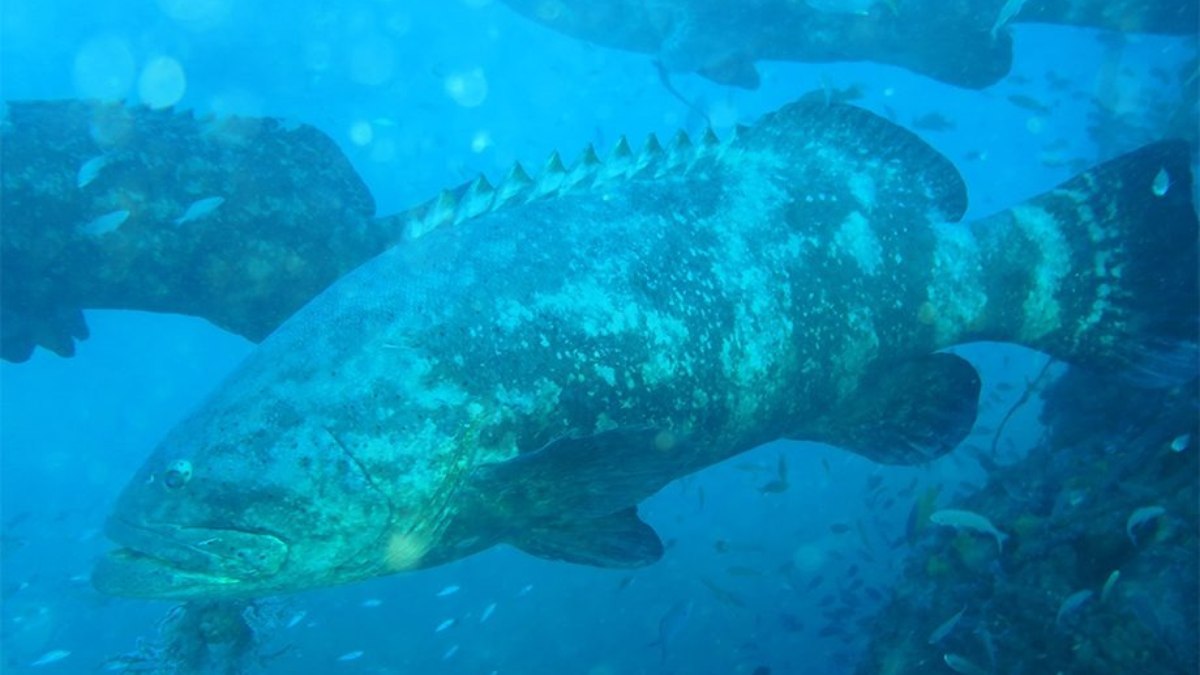 Peixe mero Peixe mero