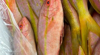 Ibama%20apreende%202%20toneladas%20de%20pescado%20ilegal