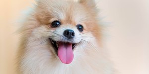 Castração: saiba o momento ideal de operar sua cachorrinha