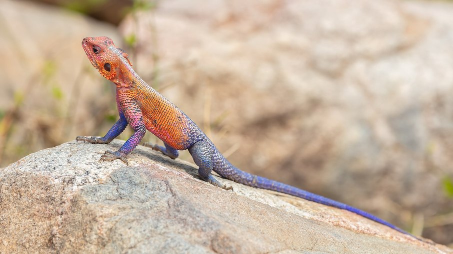 Conheça o agama-de-Mwanza, apelidado de lagarto Homem-Aranha