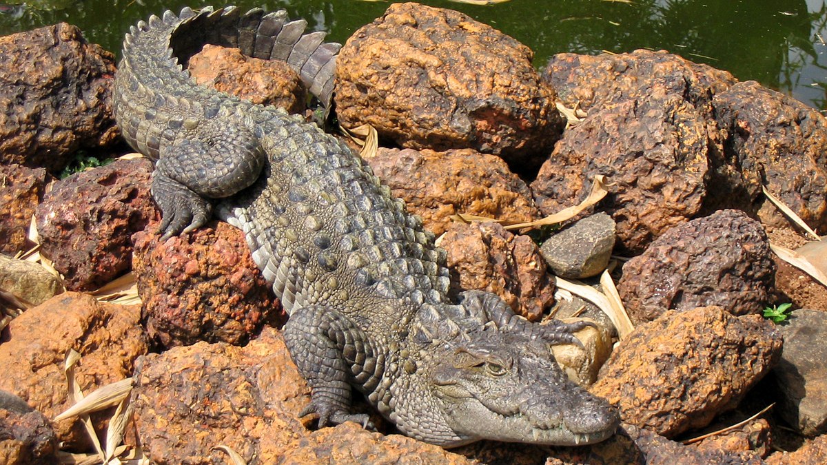 Crocodilo-persa é responsável por mais de 50 mortes anuais Crocodilo-persa é responsável por mais de 50 mortes anuais