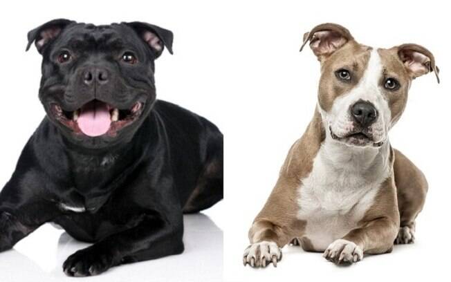 Diferenças entre staffordshire bull terrier e american staffordshire terrier