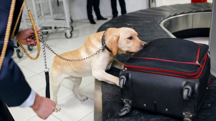 Os cães farejadores são treinados para trabalharem junto com a polícia em diversos casos