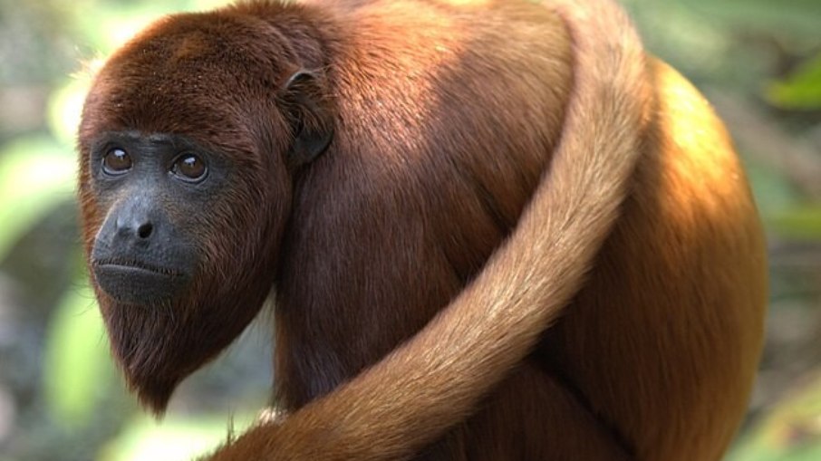 Pesquisadores encontram microplásticos na barriga de bugios na Amazônia. Pesquisadores encontram microplásticos na barriga de bugios na Amazônia.