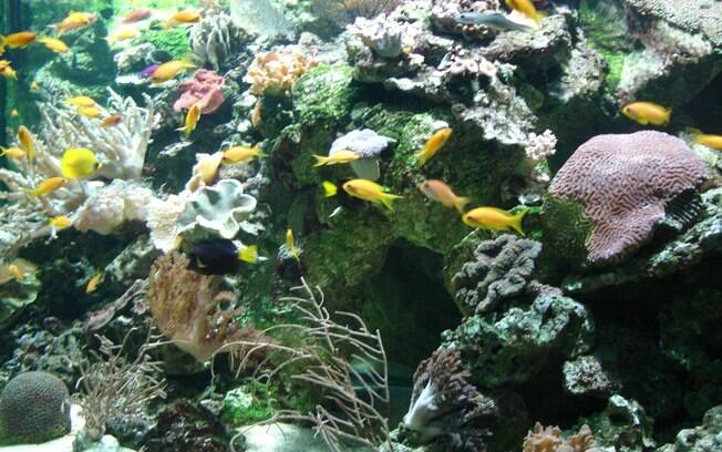Você pode até criar um verdadeiro ecossistema com um aquário e peixes de água salgada
