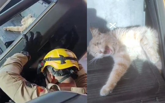 Gato preso em aparelho de academia é resgatado por bombeiros
