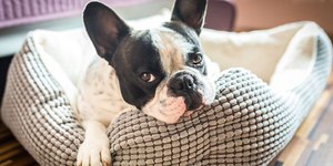 4 características do cachorro da raça buldogue francês