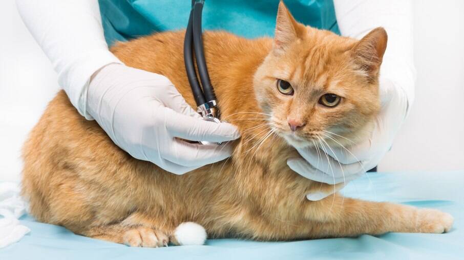Gatos não gostam muito de sair de seu território, nem para ir ao veterinário