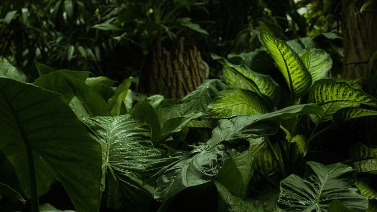 Hiperparasita é descoberto se alimentando de "fungo zumbi"
