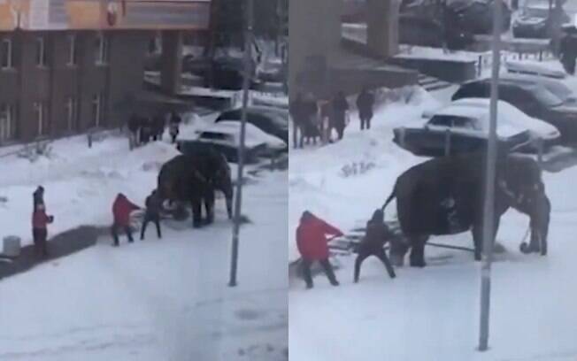 Os elefantes fugiram do circo para brincar com a neve