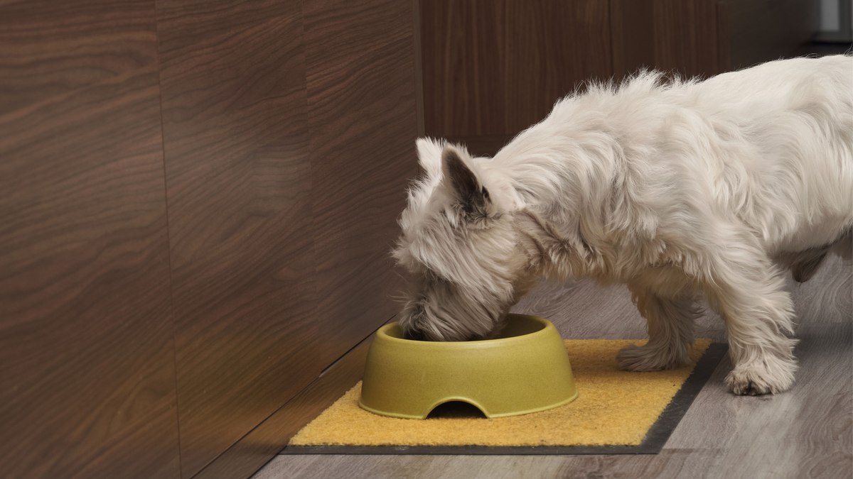 Cachorro pode comer ovo? Veja cuidados antes de oferecer ao pet