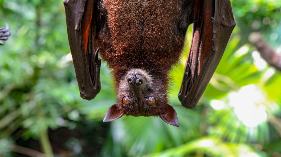 (Imagem ilustrativa) Vírus é transmitido aos humanos por meio dos morcegos que se alimentam de frutos