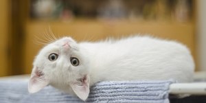 Gatos brancos: por que precisam de atenção extra? Estudo explica